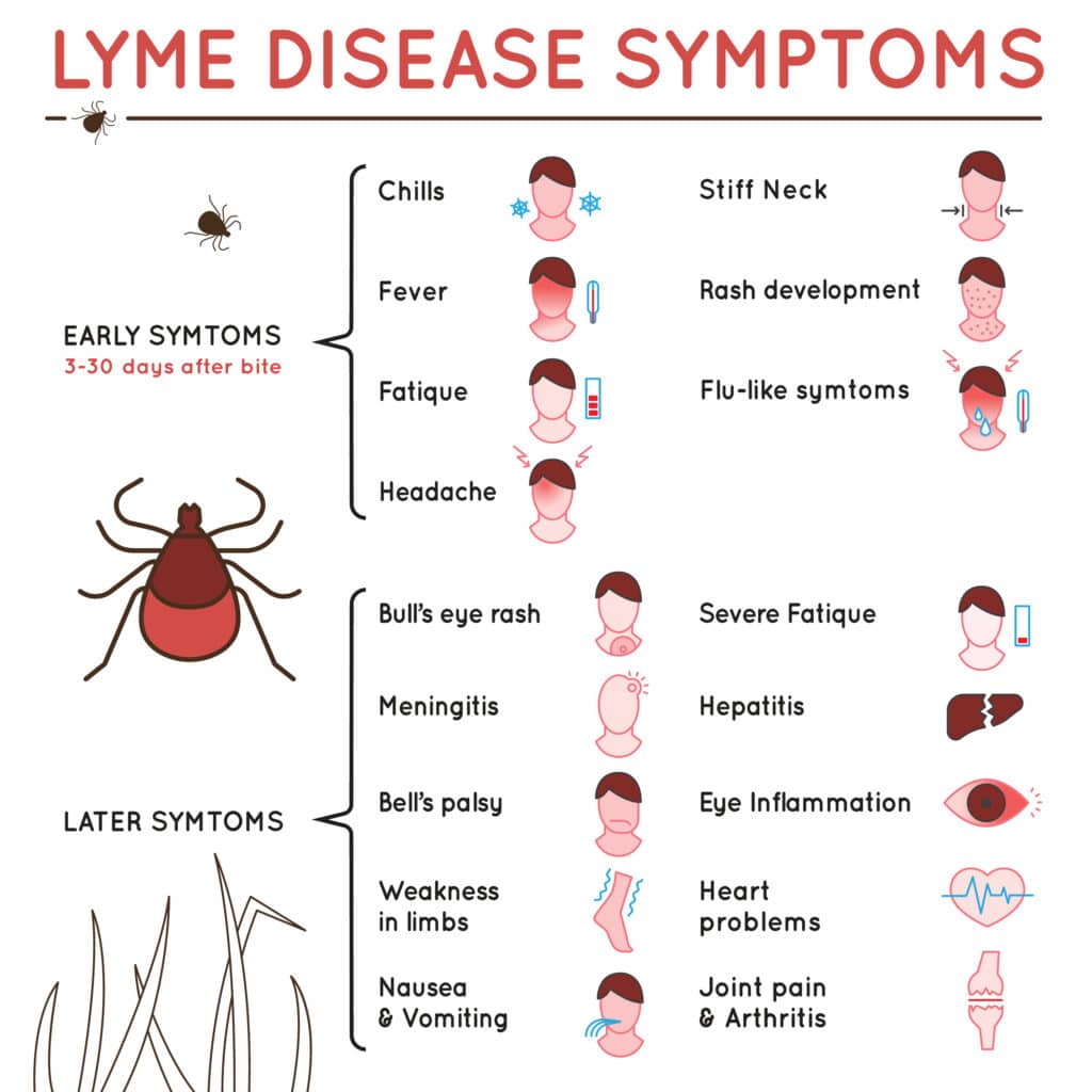 lyme disease symptoms 
