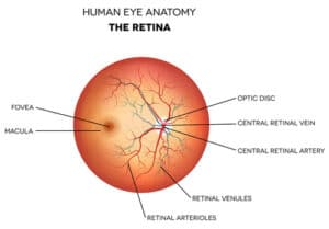 diagram of the retina